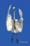 Great-Egret;Egret;Ardea-alba;Flying-bird;One-animal;Close-up;Color-image;photogr
